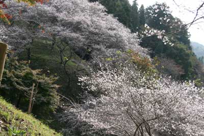 小原村 紅葉と桜
