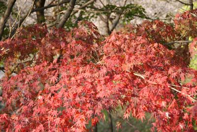小原村 紅葉と桜