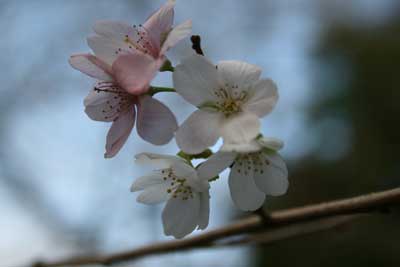 小原村 紅葉と桜