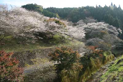 小原村 紅葉と桜