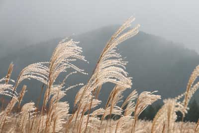 曽爾高原2008