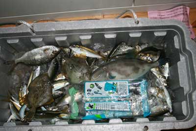 紀州の釣り