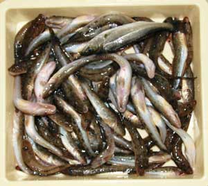 1221ハゼ釣り