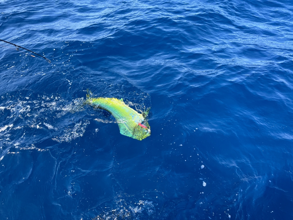 ブルーフィン熊野灘のジギング…シイラの夏！珍魚沖サヨリも！ | 和歌山