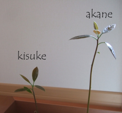 きすけとあかね
