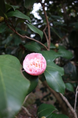 椿