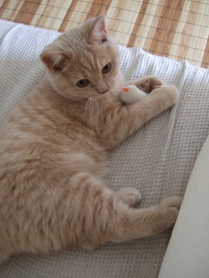 チャロが来た!!