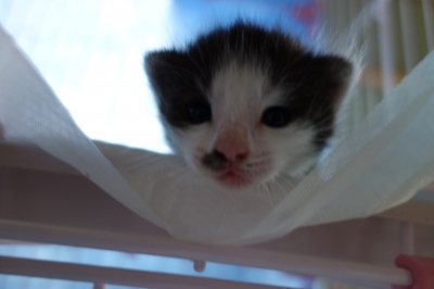 ちびご