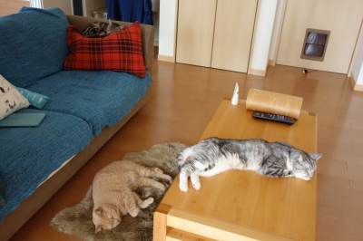 3にゃんおひるね