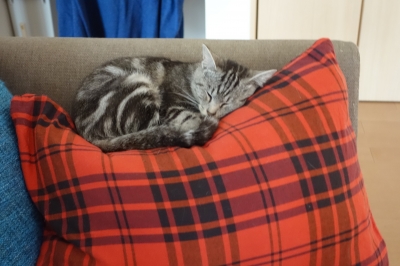 うりのず