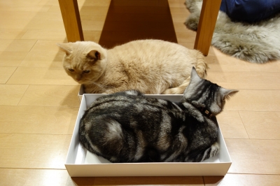 はこらぶ〜