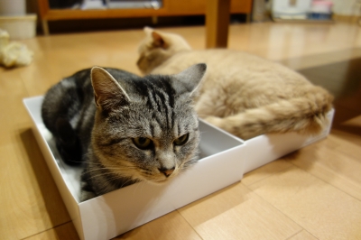 にゃんだか気になるわ
