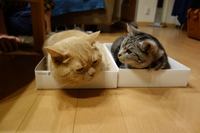 なんでチャロさんが?!