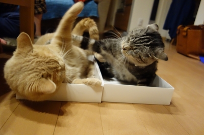ていっていっ