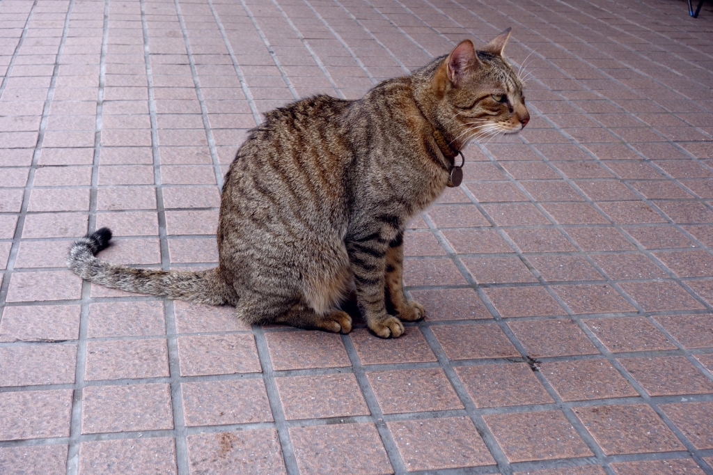 ŽÃލްŽÎŽÜŽÁŽªÇ