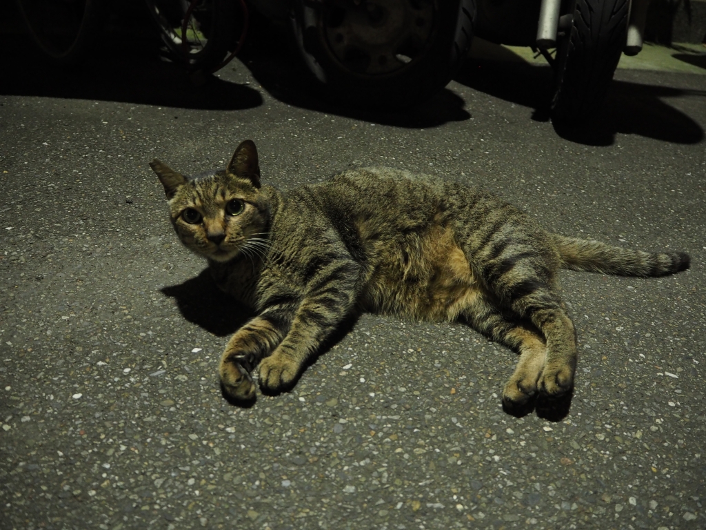 夜の猫
