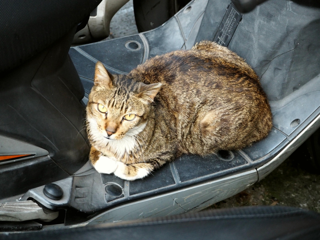 師大路の猫