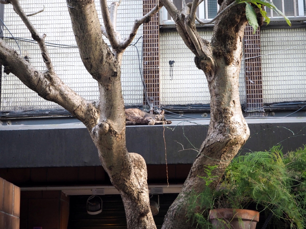 屋根の上の猫