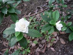 20060615siroihana
