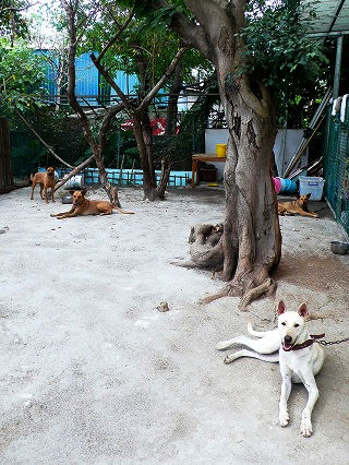 AnimalsTaiwan