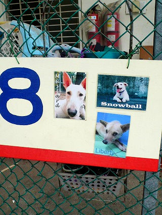 AnimalsTaiwan