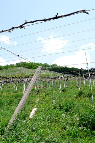足利 COCO FARM