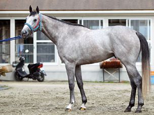 12年06月の記事 血統 競馬最大 永遠のﾃｰﾏ