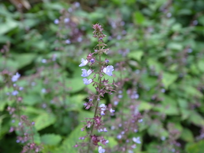 R1050454.JPG
