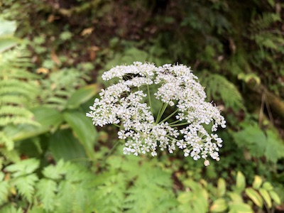 IMG_6263.jpg