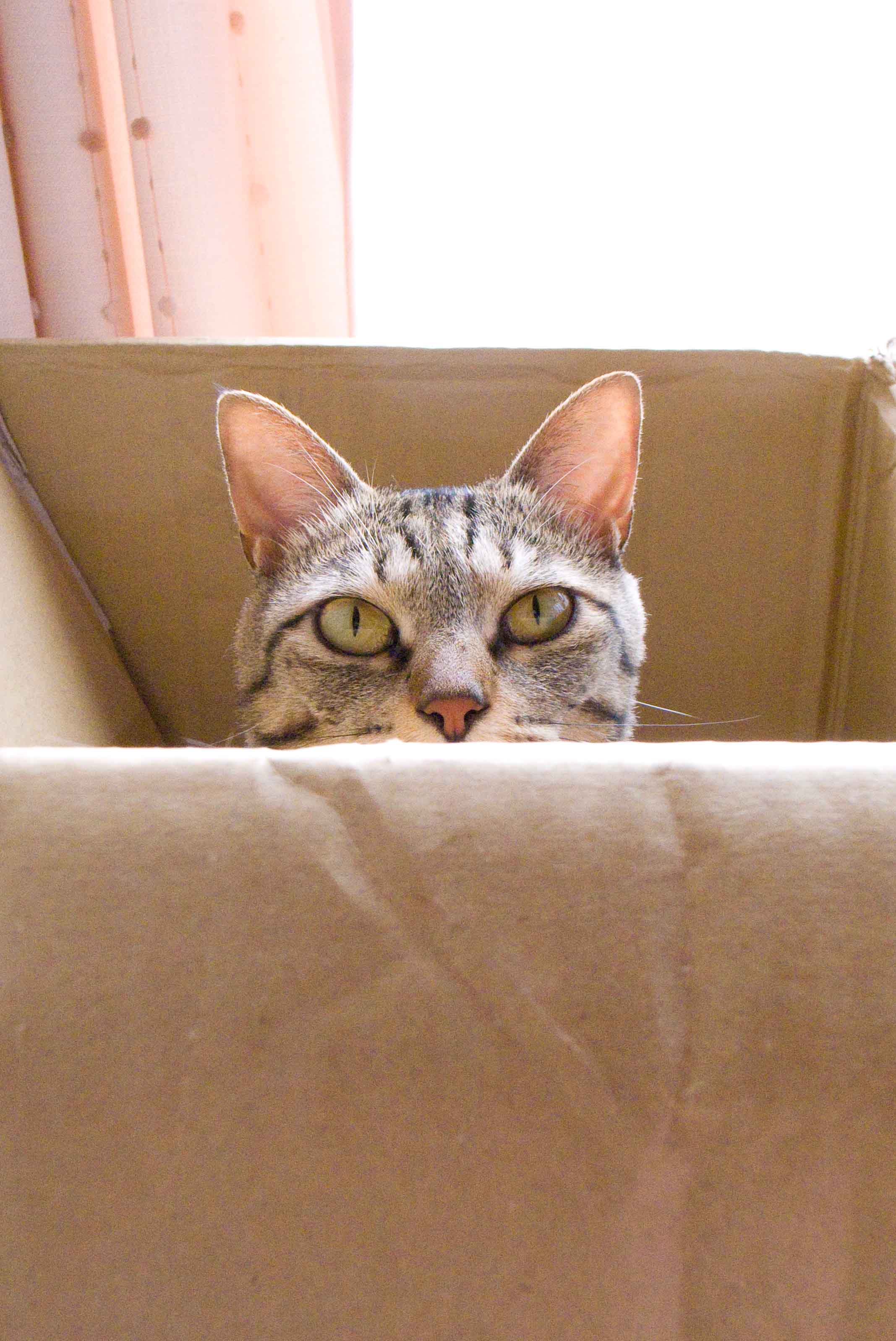 我が家のにゃんこ「ひな」。