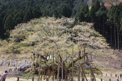 usuzumi2