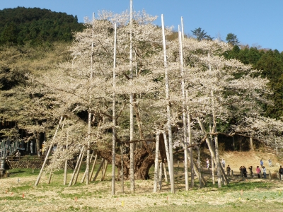 neotani3