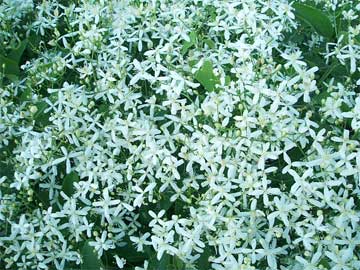 小さい白い花たくさん Pu Log