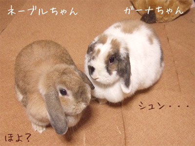 20080411_3.jpg