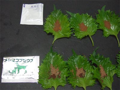 20090128_5.jpg