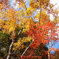 紅葉