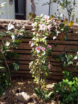 2011-2-26-4.jpg