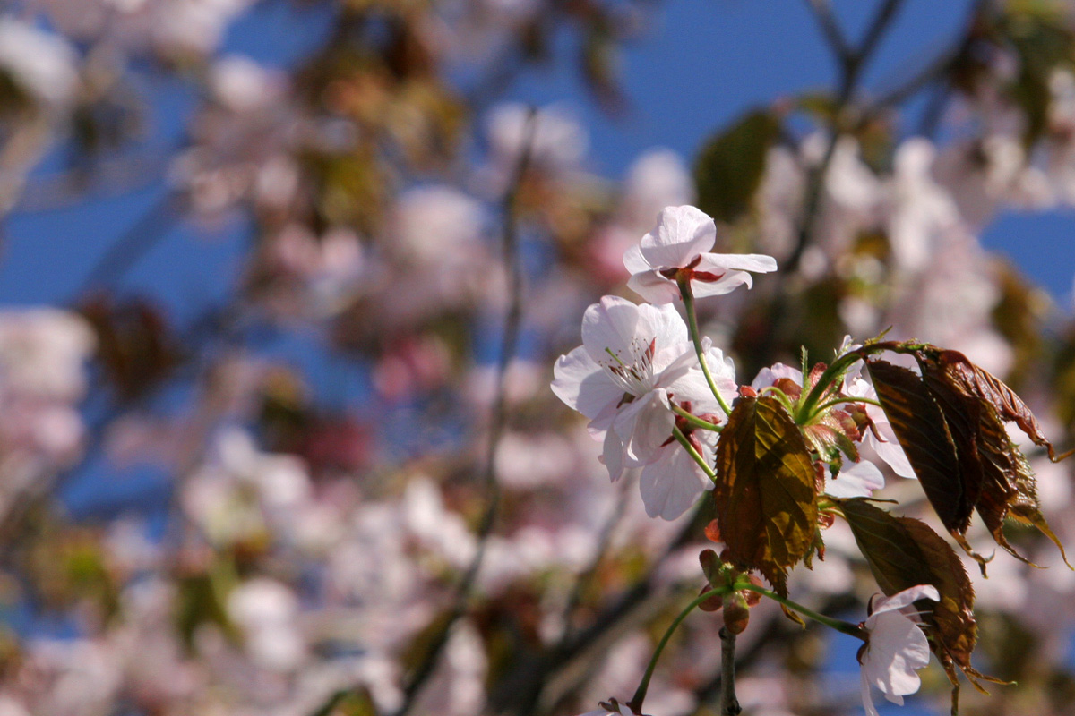 桜.jpg