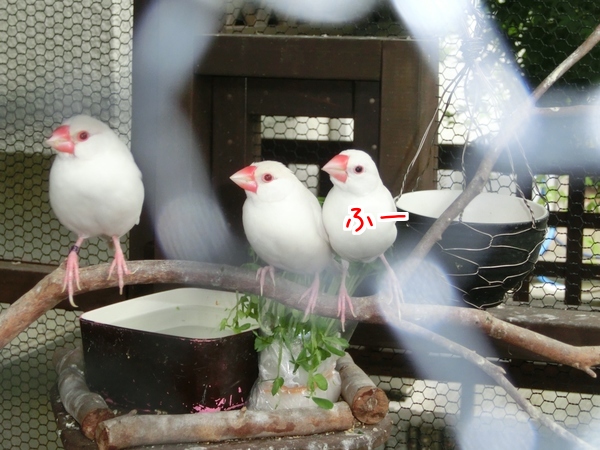 文鳥