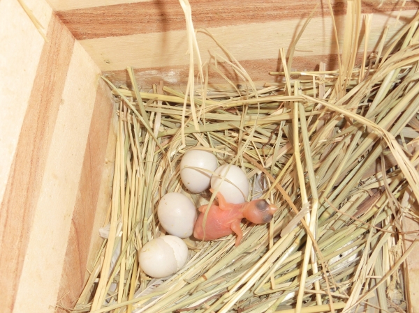 文鳥ヒナ