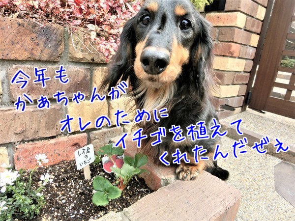 秋海 レオ君 イチゴ