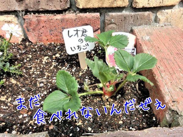 秋海 レオ君 イチゴ