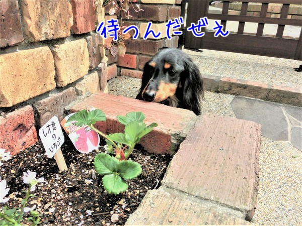 秋海 レオ君 イチゴ