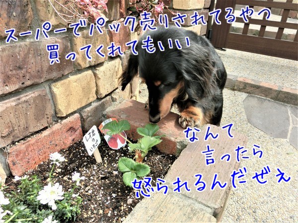 秋海 レオ イチゴ