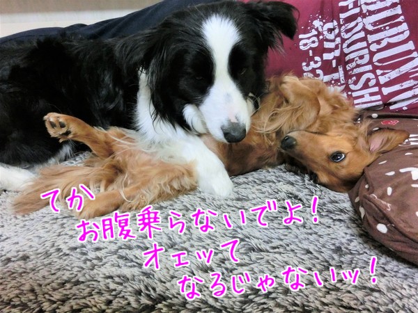 秋海