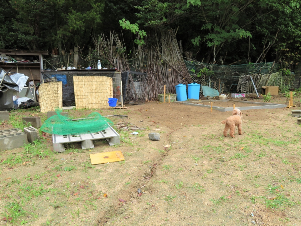 鶏小屋 DIY 秋海