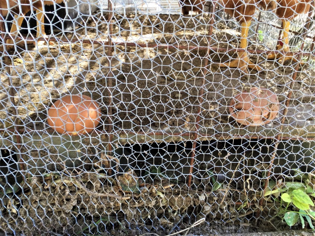 鶏小屋 DIY 秋海