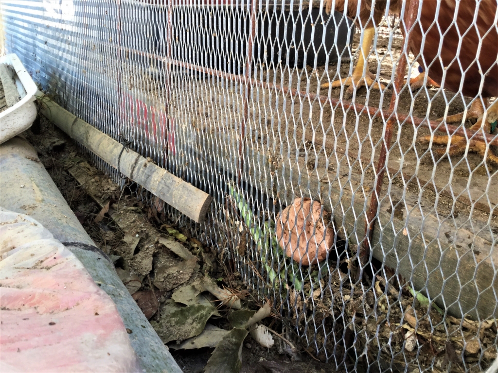 鶏小屋 DIY 秋海