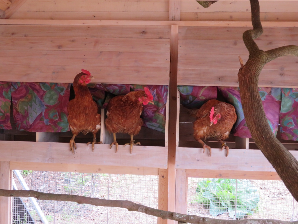 激安王価格‼️手作り鳥小屋 【公式通販】