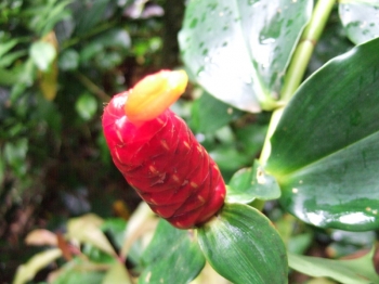 マノアの滝植物